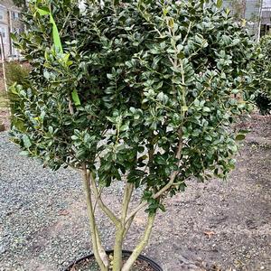 Ilex cornuta Burfordii