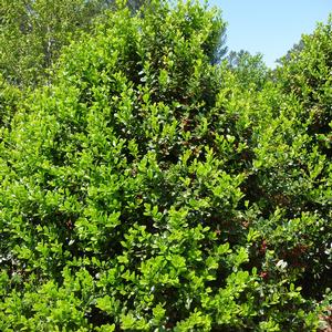 Ilex cornuta Burfordii Nana