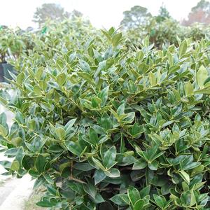 Ilex cornuta Carissa