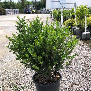 Ilex crenata Compacta