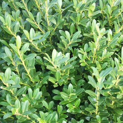 Ilex crenata Hoogendorn