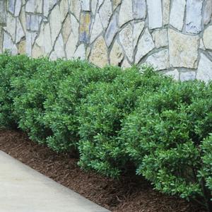 Ilex crenata Soft Touch