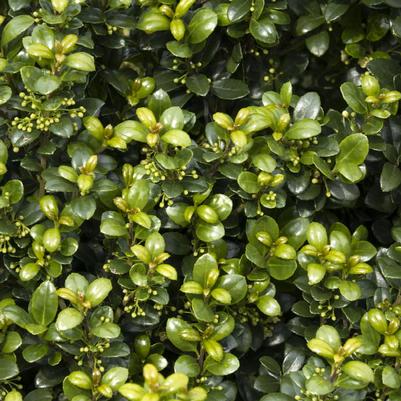 Ilex crenata Steeds