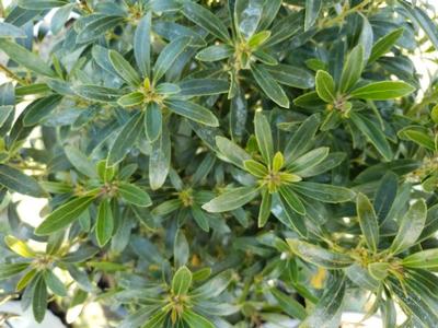 Ilex glabra Gem Box®