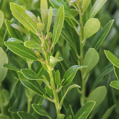 Ilex glabra Shamrock