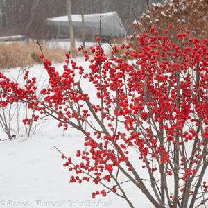 Ilex verticillata Berry Poppins®