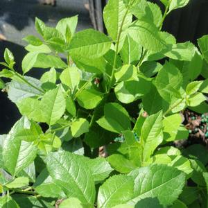 Ilex verticillata Mr. Poppins®