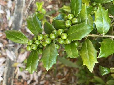 Ilex x aquipernyi Carolina Sentinel