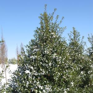 Ilex x attenuata Fosteri