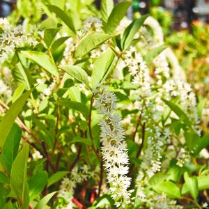 Itea virginica Henry's Garnet