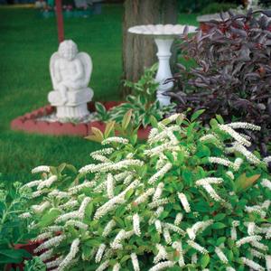 Itea virginica Little Henry®