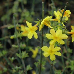 Jasminum nudiflorum 