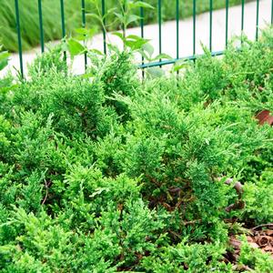 Juniperus chinensis Sargentii