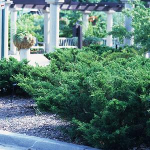 Juniperus chinensis Sea Green