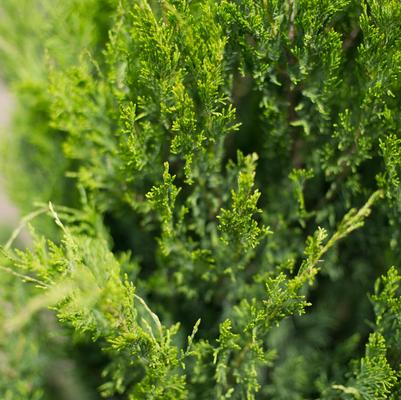Juniperus chinensis Spartan