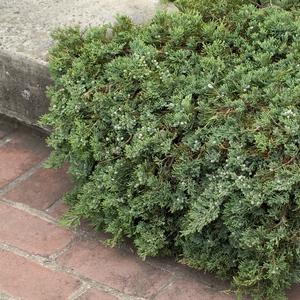 Juniperus horizontalis 'Wiltonii' Blue Rug Juniper