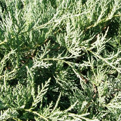 Juniperus virginiana Grey Owl