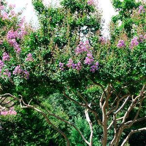 Lagerstroemia indica 'Catawba'