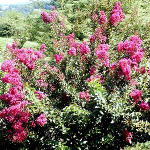 Lagerstroemia indica 'Dynamite'