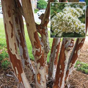 Lagerstroemia indica x fauriei 'Natchez'