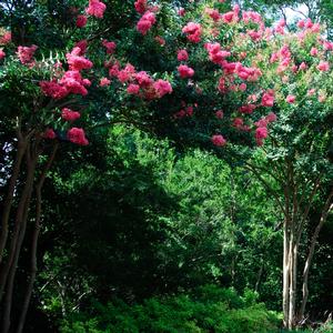 Lagerstroemia indica x fauriei 'Tuscarora'