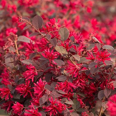 Loropetalum chinense Ever Red®