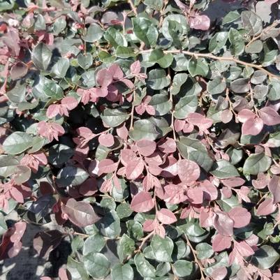 Loropetalum chinense Ruby
