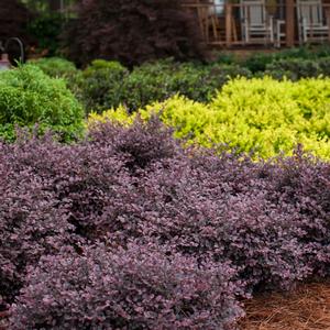Loropetalum chinense var. rubrum Crimson Fire™