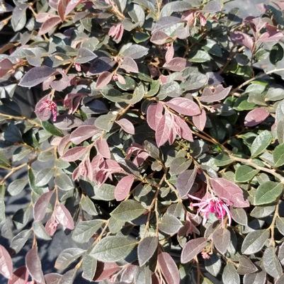 Loropetalum chinense var. rubrum Daruma