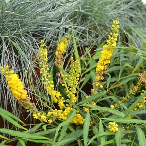 Mahonia eurybracteata Soft Caress