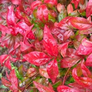 Nandina domestica Firepower