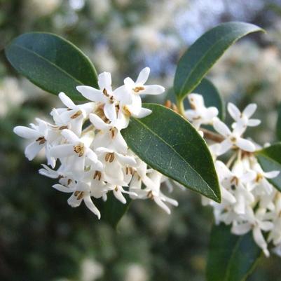 Osmanthus fragrans 