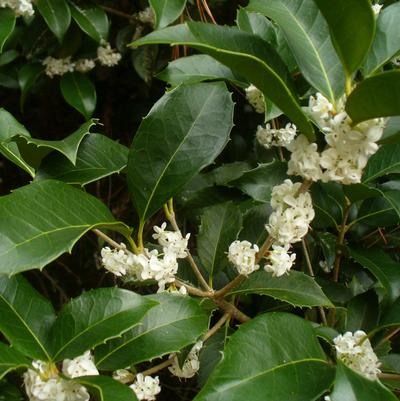 Osmanthus x fortunei 