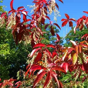 Oxydendrum arboreum 
