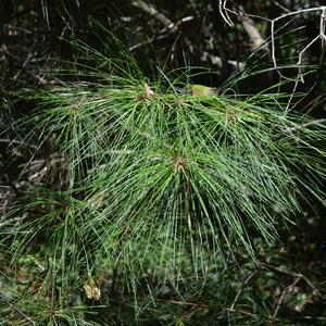 Pinus palustris 