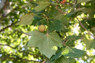 Platanus occidentalis 