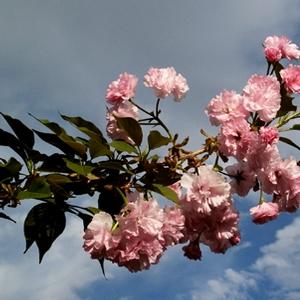 Prunus serrulata Kwanzan