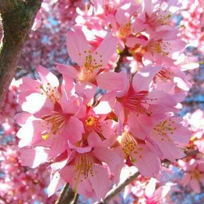 Prunus x incamp Okame