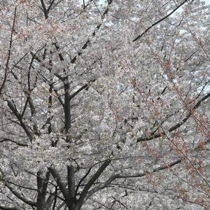 Prunus x yedoensis 