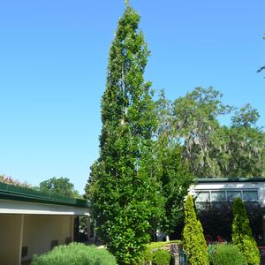 Quercus X warei Regal Prince®
