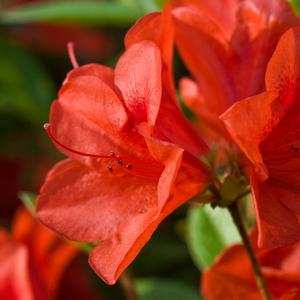 Rhododendron 'Conlen' Autumn Bravo® Encore® Azalea