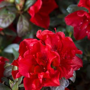 Rhododendron 'Roblez' PP28729 Autumn Fire® Encore® Azalea
