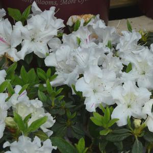 Rhododendron 'Roblex' PP25073 Autumn Lily® Encore® Azalea