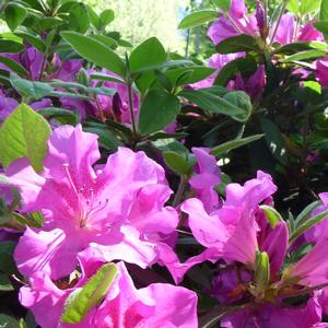 Rhododendron 'Conlec' Autumn Royalty® Encore® Azalea