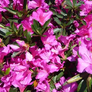Rhododendron Southern Indica hybrid Formosa