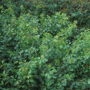 Rhus aromatica Gro-Low