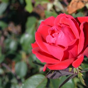 Rosa 'Radtko' PP16202 Knock Out® The Double Knock Out® Rose