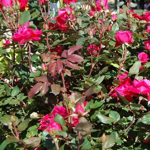 Rosa 'Radtkopink' PP18507 The Pink Double Knock Out® Rose