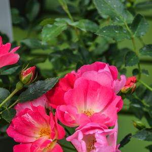 Rosa 'Meijocos' PP18874 Pink Drift® Rose