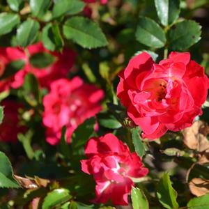 Rosa 'Meigalpio' PP17877 Red Drift® Rose